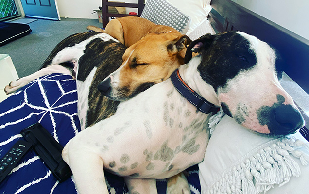 dash lying with his sister lola